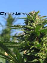 Darwin Seeds Night Hail Ultra