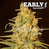 Delicious Seeds Critical Sensi Star Early Version