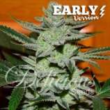 Delicious Seeds Unknown Kush Early Version