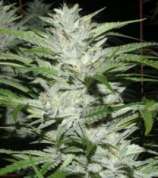 Digital Genetics Snowfire Isis Kush