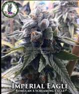 Dominion Seed Company Imperial Eagle