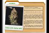 D+Calidad Seeds Super Lemon+