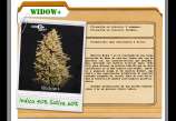 D+Calidad Seeds Widow+