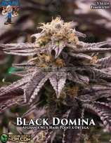 Dr. Blaze Black Domina
