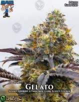 Dr. Blaze Gelato