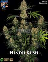 Dr. Blaze Hindu Kush