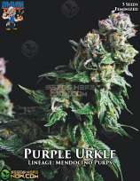 Dr. Blaze Purple Urkle