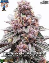 Dr. Blaze Tropicana Cookies Purple