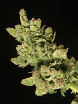 Dr. Greenthumb Iranian Cindy 99