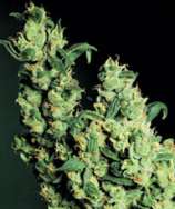 Dr. Hemps Seeds Jack Herer