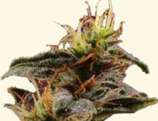 Dr. Hemps Seeds New York City Diesel