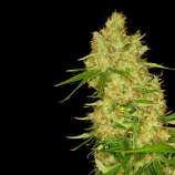 Dready Seeds Blue Bubbleberry