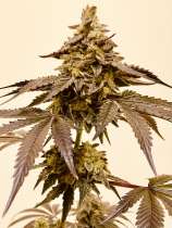 Duppy Sensi Genetics Lemon D