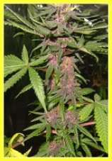 DutchBreed Purple Evolution