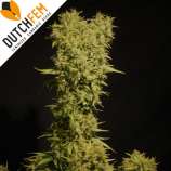 DutchFem Jack Herer Autoflowering