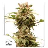 Dutch Passion CBG-Force Auto