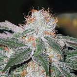 Dutch Quality Seeds White Weed