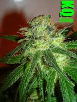 Dutchgrown Seeds Killer Queen Redux