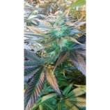 East Coast Seeds Guerrilla Kush IBL