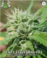 Eazy Daze Cultivators EazyDaze Maui