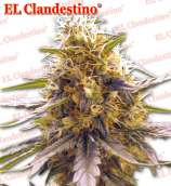 El Clandestino Swiss Miss x Skunk