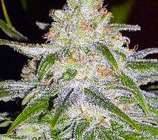 Elev8 Seeds Cinderella 99