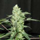 Elev8 Seeds Grape Punch