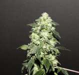 Elev8 Seeds Lemon Funk