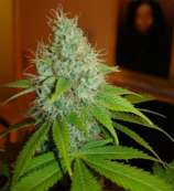 Elev8 Seeds Sour Diesel