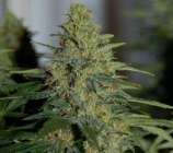 Elev8 Seeds UK Cheese