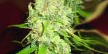 Emerald Triangle Blackberry OG CBD