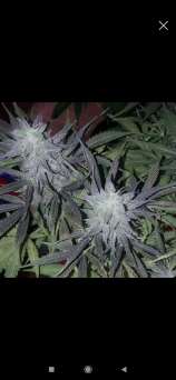 Epicalseeds Black Critical