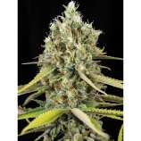 Eva Female Seeds Lemon King