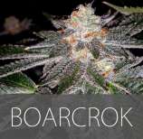 Exclusive Seeds Boarcrok