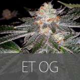 Exclusive Seeds ET OG