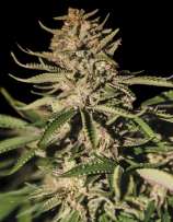 Exclusive Seeds Bank Kush Exclusive