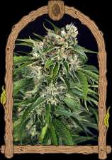 Exotic Seed Sir Jack Auto Pure CBD