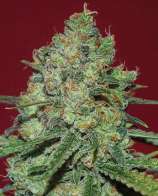 Expert Seeds Clinical White CBD