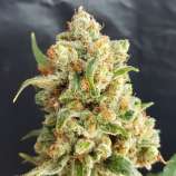 Expert Seeds New York Diesel Auto