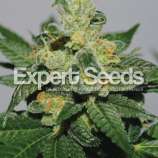Expert Seeds White Gold