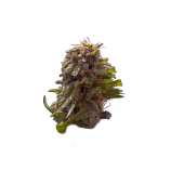 Fatbush Seeds Blue Cheese