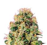 Fatbush Seeds Orange Cookies