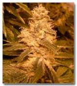 Female Seeds Black Widow