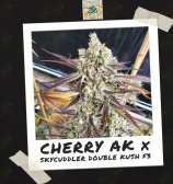 Freeborn Selections Cherry AK x Skycuddler Double Kush F3