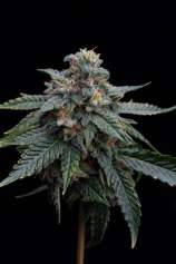 Frosty Mountain Genetics Canadian Elmerz