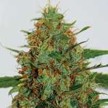 G13 Labs C99