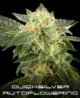 G13 Labs Quicksilver