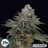 GB Strains Auto Frosted Cake CBG