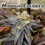 G.O.A.T Genetics Midnight Cherries Fast Version