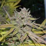 Gage Green Genetics Carlifornia Dreaming